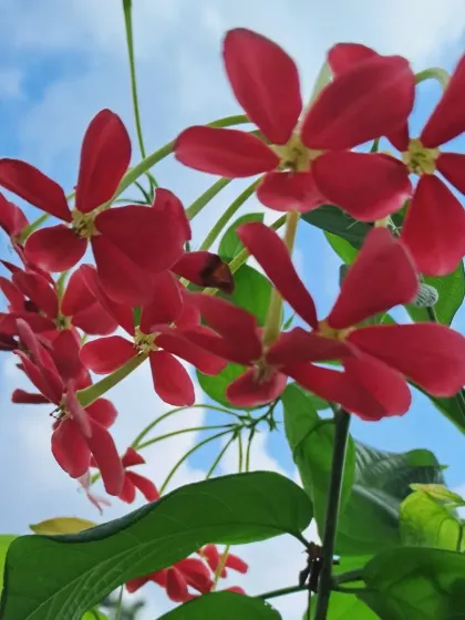 Bhardwaj - Urban Gardening Consultation A Riot of Colorful Flowers photo 13