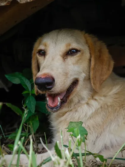 Tara, a 7-month-old Lab and Golden cross, smiling while resting under a car. She is a sweetheart who has been vaccinated and spayed.