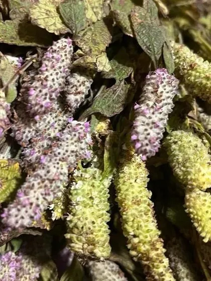 A detailed shot of the dried edible flowers. These are often used in traditional preparations and are not easily found in cities.