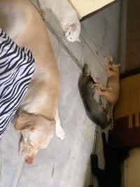 Pet Boarding & Daycare