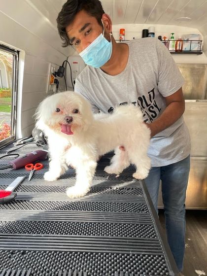 Tail It Easy - Mobile Pet Grooming Caring for All Coats & Breeds photo 11