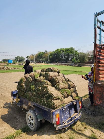 Delhi Gardner - Wholesale Plant & Turf Supply Natural Grass Turf: From Our Farm to Your Project photo 64