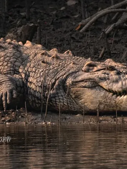 A massive Saltwater Crocodile rests on the muddy banks, showcasing its formidable size and textured armor. This shot captures the raw, prehistoric power of one of the oldest predators on the planet.
