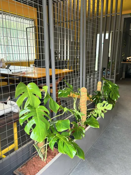 A row of Monstera plants with moss poles provides a living green divider in this modern office. This is a great way to define spaces while maintaining an open, airy feel.