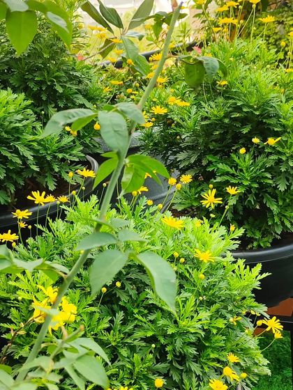 A close-up of yellow flowering shrubs in black pots on a terrace. The simple color scheme of yellow and green creates a cheerful and cohesive look.
