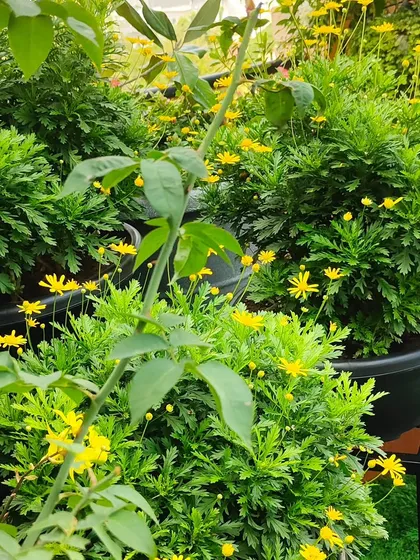 A close-up of yellow flowering shrubs in black pots on a terrace. The simple color scheme of yellow and green creates a cheerful and cohesive look.
