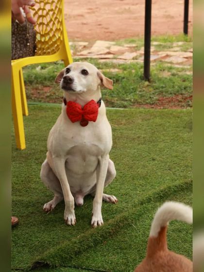 Fluffy Paws Pet Resort - Pet Cafe & Event Hosting Pawsome Birthday Parties photo 26