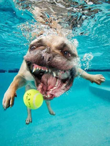 A French Bulldog getting in on the underwater fun. We work with all breeds, capturing their unique expressions and swimming styles.