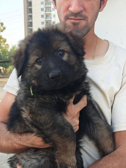 This male from the "FireArm" litter shows the strong head and alert expression typical of our working line GSDs.