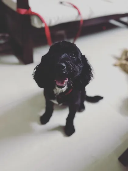Lola is all smiles. My goal is for your dog to have such a good time that they're excited to come back for their next holiday.