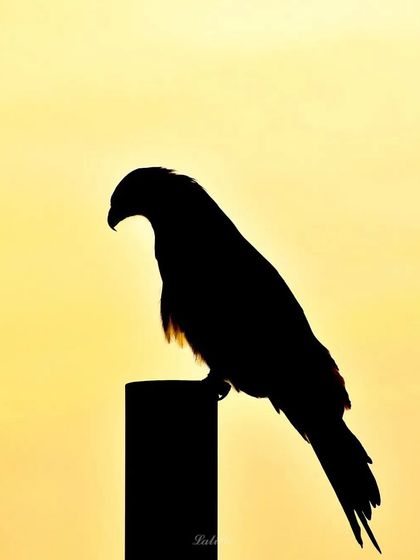 Lalith - Wildlife & Nature Photography Shadows & Silhouettes photo 19