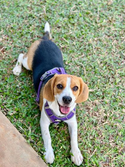 The Pawsome Camp - Dog Daycare & Boarding Our Pack: Portraits from the Camp photo 36
