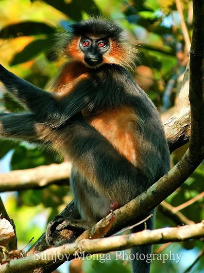 Mammals of the Ghats and Plains photo 5