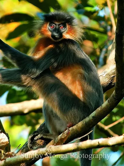 The angled rays of the evening sun cast a magical glow on a Capped Langur in Northeast India. Its jewel-like, glowing eyes speak stories of magic and mystery from the forest canopy.