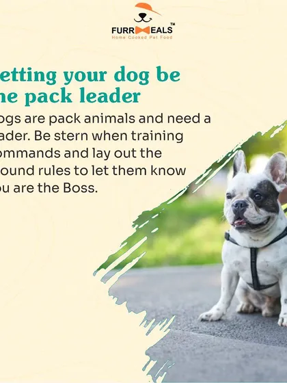 This comprehensive guide for new pet parents covers five key areas: establishing yourself as the pack leader, obedience training, avoiding overfeeding, ensuring enough exercise, and the importance of regular vet visits.