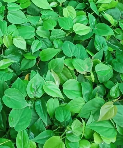 The heartleaf Philodendron is a beloved houseplant known for its lush, trailing vines of green leaves. It is incredibly resilient and perfect for beginners looking to add greenery to their space.