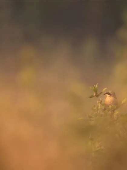 A bird peeks out from a dense bush, its form blurred by the surrounding foliage. This image captures the challenge and reward of finding wildlife in the urban jungle.