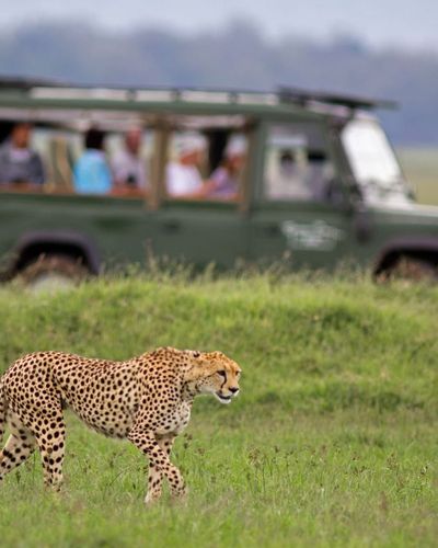 Wildlife Safaris