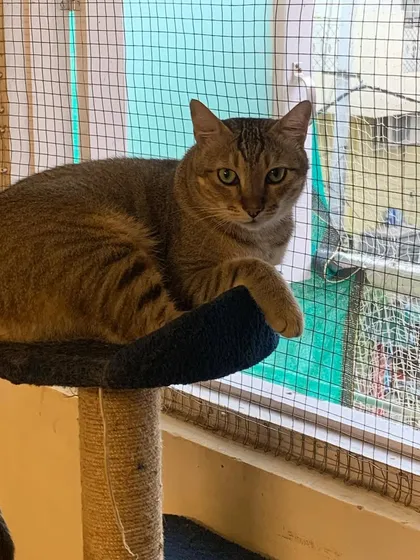 Olive found the best seat in the house. The cat tree by the window is always a hit with my guests.