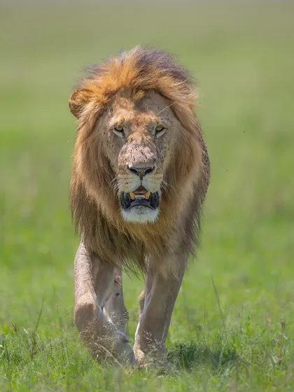 Even in the harsh midday light, the sheer presence of a magnificent male lion is undeniable. Learning to work with challenging light is a key skill I teach, ensuring you can make a powerful image no matter the conditions.
