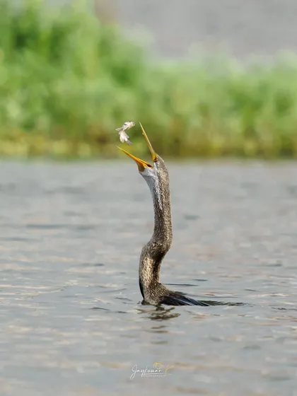 An Oriental Darter tosses a silvery fish in the air. The water droplets caught in the sunlight add a little sparkle to the action.