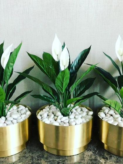My focus is on realistic artificial plants. These artificial peace lilies are set in modern brass pots with white pebbles, making them look just like the real thing. They are perfect for adding a touch of sophisticated greenery to office desks, hotel lobbies, or home interiors.