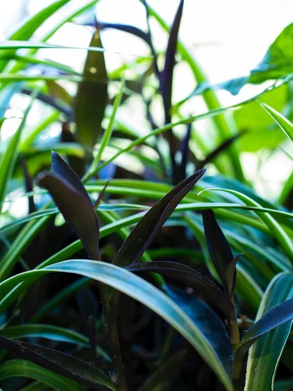 A close-up of the beautiful foliage in one of our planter box arrangements. The mix of textures and shades of green and purple creates a stunning visual.