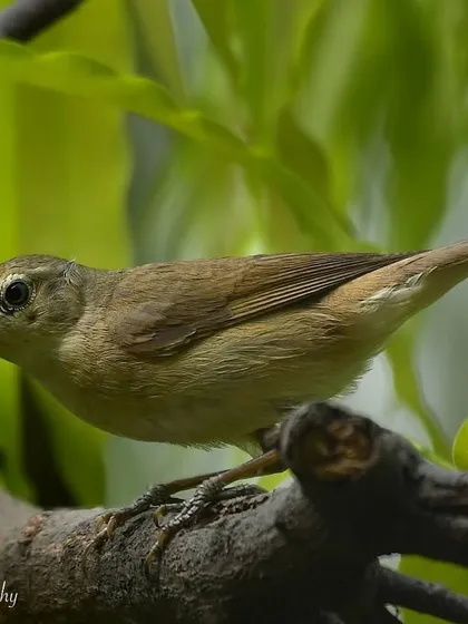 A Blyth's Reed-Warbler, a small and subtle migratory bird, photographed from my window in Juhu. Warbler identification is a fun challenge for any birder.