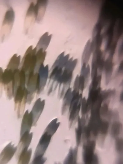 Butterfly wing scales as seen through a paper microscope. This image is part of our "Weekly Nature Exploration Tips" to encourage families to explore the hidden microscopic world.