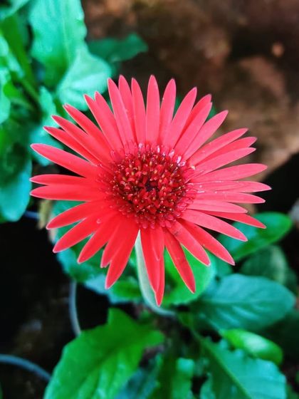 Another look at the lovely red Gerbera, showing its slender stem and surrounding green leaves. It’s a hardy flowering plant that does well in our climate.