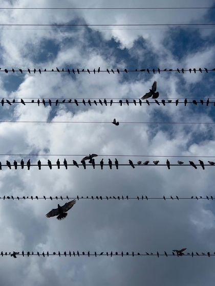 Urban Nature photo 5