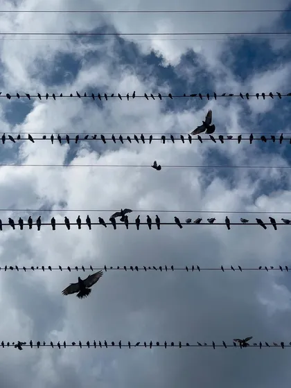 Several birds are captured in mid-flight between the wires, creating a sense of organized chaos. The image is a snapshot of the constant movement of city birdlife.