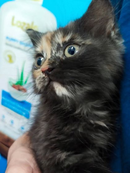 A close-up portrait of the kitten. Its unique facial markings are beautiful, and I made sure its first vet visit was a good one.