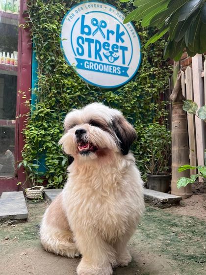 Looking proud and handsome after a day at our salon. Regular grooming is essential for a healthy coat and skin, and we are here to provide all the services your dog needs.