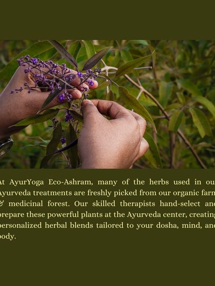 Many of the herbs used in our Ayurveda treatments are freshly picked from our own medicinal forest. Our therapists hand-select and prepare these plants, creating personalized blends tailored to your dosha.