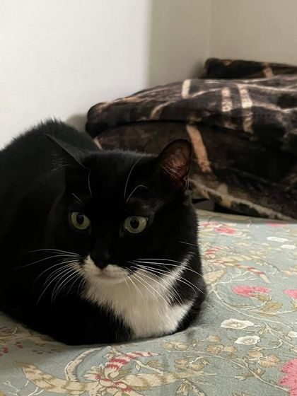 Kaali in a perfect loaf formation. Senior cats are the best, they are just so full of love and appreciation for a comfy spot.