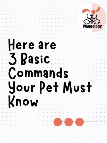 This graphic is the introduction to a series on the three basic commands every pet must know. These aren't just tricks; they are the foundation for a safe, confident, and well-behaved dog.