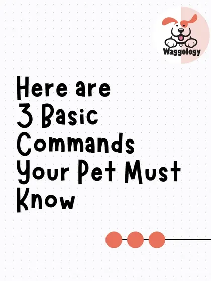 These three basic commands are the building blocks for a safe and confident dog. This series will walk you through why each one is so important for everyday life.