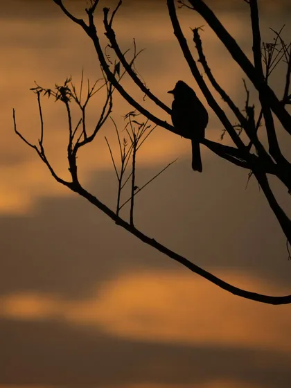A silhouette of a Red-vented Bulbul against a dramatic sunset in Gujarat. A good silhouette tells a story with just a shape, and this one captures the peaceful end of a day.