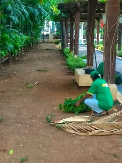 Cleanliness is part of landscape maintenance. After pruning and trimming, my team always ensures the area is cleared of fallen leaves and debris, leaving the property looking neat and well-cared for.