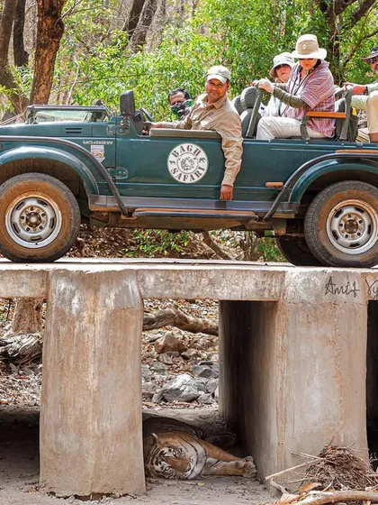 A perfect example of coexistence in Ranthambore. A tiger rests under a bridge while a tourist jeep passes over, unaware. It's a powerful reminder of how close we are to nature here.