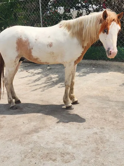 Meet our newest pony. This beautiful paint horse is a favorite among the kids, with a gentle temperament perfect for young, aspiring equestrians.