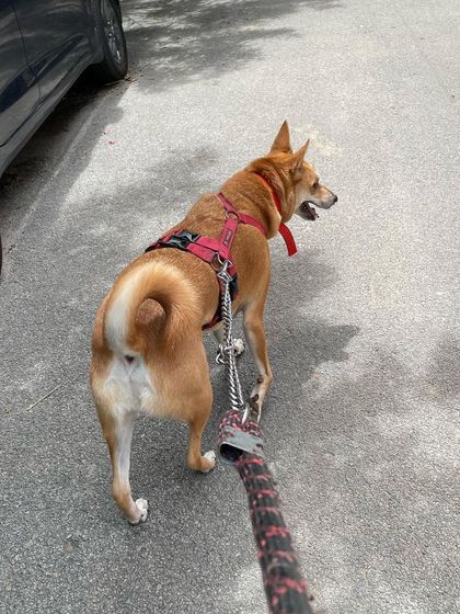 We Care Pet Creche - Home Dog Boarding Walks & Outdoor Time photo 3