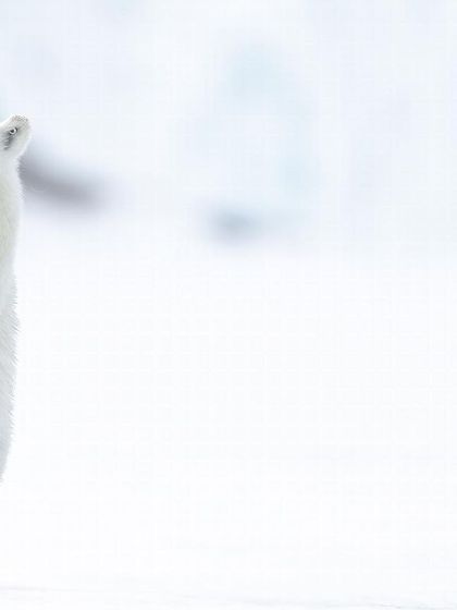 This minimalist shot uses the vast white space of the Arctic to highlight the bear's powerful presence. It’s a simple, modern, and beautiful image.
