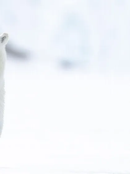 From curious quests on rocky shores to solitary walks across the ice, these images showcase the diverse behaviors and stunning environments of the polar bears we encounter on my Arctic journeys.
