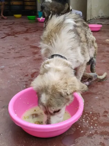 A dog with a skin condition enjoys a nutritious meal. Good food is critical medicine, helping our dogs heal from the inside out.