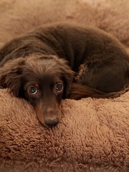 Play Pet Boarding - Pet Boarding Special Care for Every Need photo 10