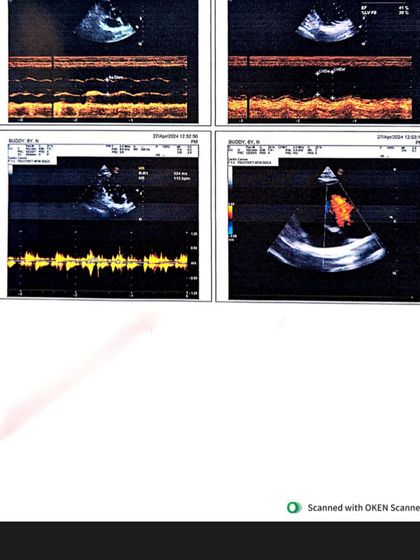 PL Paws - Animal Rescue & Rehabilitation How Your Donations Help: Our Medical Cases photo 11