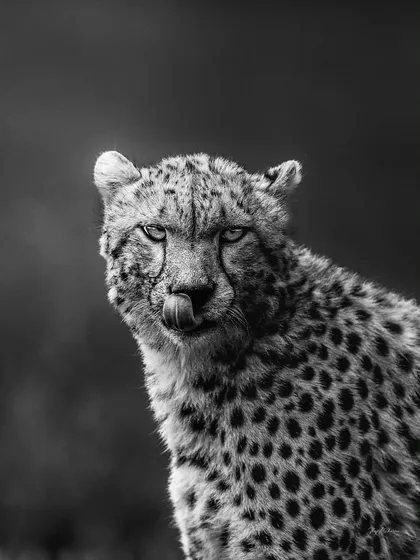 A cheetah's portrait in black and white. The lack of color highlights the intricate spot patterns and the intensity of its expression.