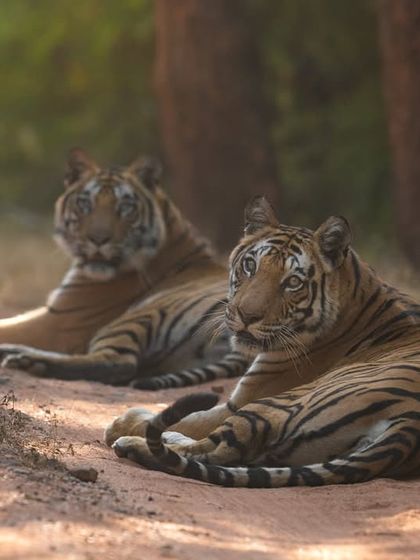 Two tigers resting on the road, a common sight during the winter months in Bandhavgarh.